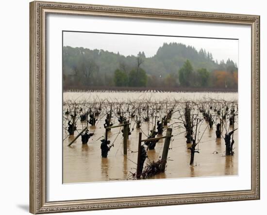 A Russian River Vineyard Remains Flooded Near Forestville, Calif.-null-Framed Photographic Print