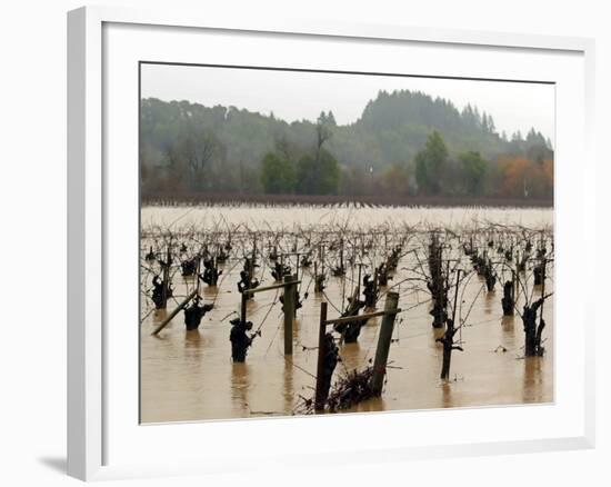 A Russian River Vineyard Remains Flooded Near Forestville, Calif.-null-Framed Photographic Print