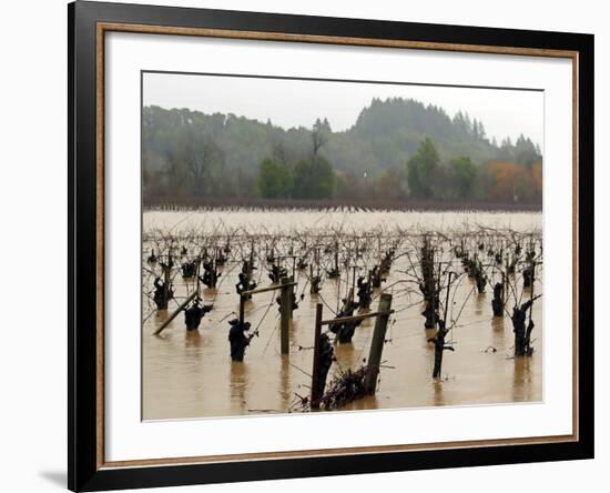 A Russian River Vineyard Remains Flooded Near Forestville, Calif.-null-Framed Photographic Print
