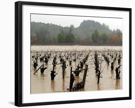 A Russian River Vineyard Remains Flooded Near Forestville, Calif.-null-Framed Photographic Print