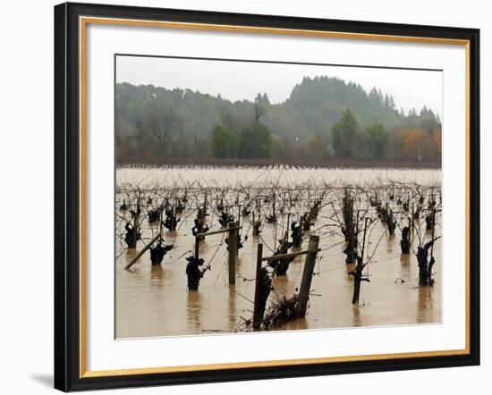 A Russian River Vineyard Remains Flooded Near Forestville, Calif.-null-Framed Photographic Print