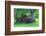 A Rusting 1931 Ford Pickup Truck Sitting in a Field under an Oak Tree-John Alves-Framed Photographic Print