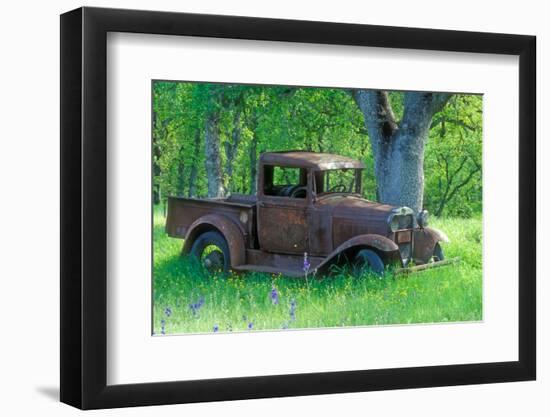 A Rusting 1931 Ford Pickup Truck Sitting in a Field under an Oak Tree-John Alves-Framed Photographic Print