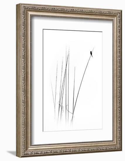 A Sabbatical-null-Framed Photographic Print