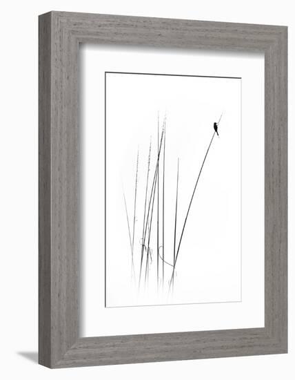 A Sabbatical-null-Framed Photographic Print