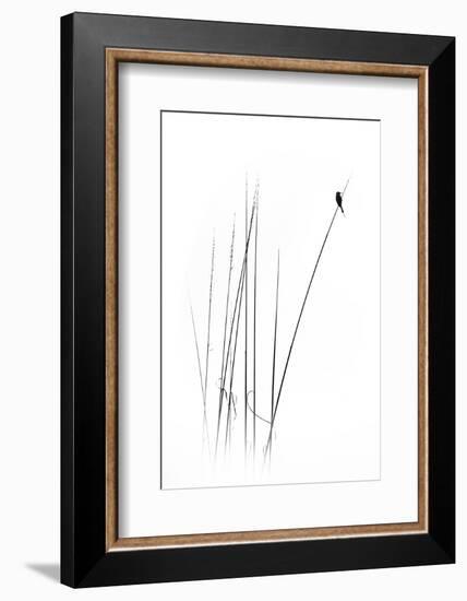 A Sabbatical-null-Framed Photographic Print