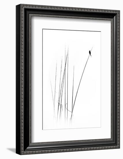 A Sabbatical-null-Framed Photographic Print