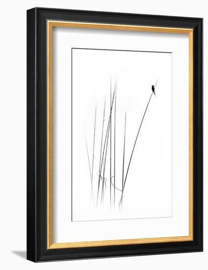 A Sabbatical-null-Framed Photographic Print