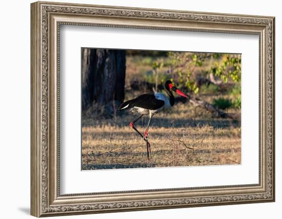 A saddle-billed stork walking. Moremi Game Reserve, Okavango Delta, Botswana-Sergio Pitamitz-Framed Photographic Print