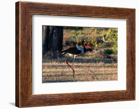 A saddle-billed stork walking. Moremi Game Reserve, Okavango Delta, Botswana-Sergio Pitamitz-Framed Photographic Print