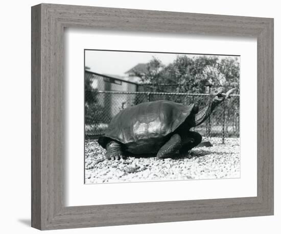 A Saddleback, Galapagos Tortoise Being Fed with a Banana on a Stick (B/W Photo)-Frederick William Bond-Framed Giclee Print