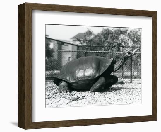 A Saddleback, Galapagos Tortoise Being Fed with a Banana on a Stick (B/W Photo)-Frederick William Bond-Framed Giclee Print