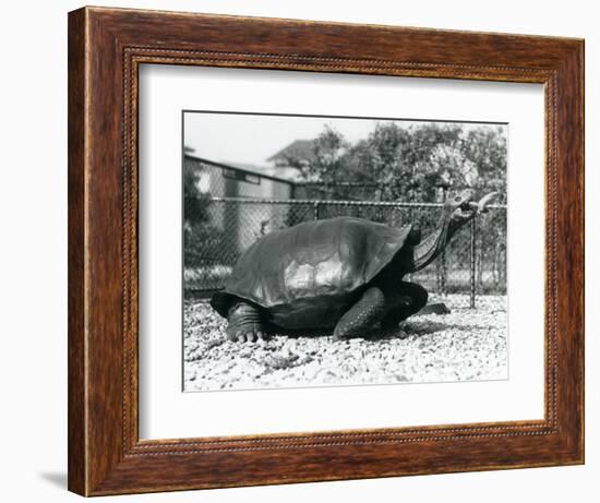 A Saddleback, Galapagos Tortoise Being Fed with a Banana on a Stick (B/W Photo)-Frederick William Bond-Framed Giclee Print