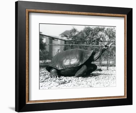 A Saddleback, Galapagos Tortoise Being Fed with a Banana on a Stick (B/W Photo)-Frederick William Bond-Framed Giclee Print