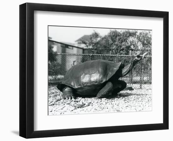 A Saddleback, Galapagos Tortoise Being Fed with a Banana on a Stick (B/W Photo)-Frederick William Bond-Framed Giclee Print