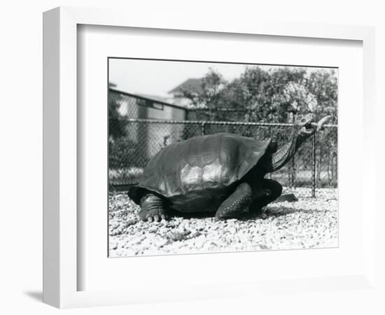 A Saddleback, Galapagos Tortoise Being Fed with a Banana on a Stick (B/W Photo)-Frederick William Bond-Framed Giclee Print