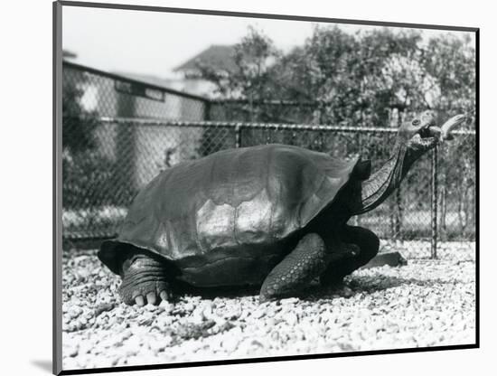 A Saddleback, Galapagos Tortoise Being Fed with a Banana on a Stick (B/W Photo)-Frederick William Bond-Mounted Giclee Print