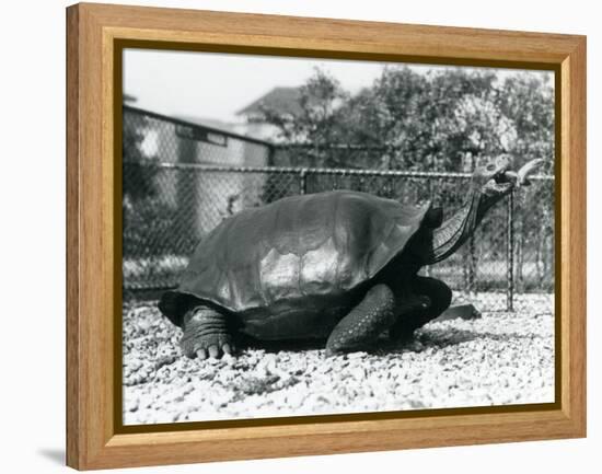 A Saddleback, Galapagos Tortoise Being Fed with a Banana on a Stick (B/W Photo)-Frederick William Bond-Framed Premier Image Canvas