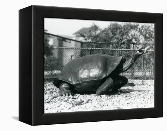 A Saddleback, Galapagos Tortoise Being Fed with a Banana on a Stick (B/W Photo)-Frederick William Bond-Framed Premier Image Canvas