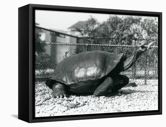 A Saddleback, Galapagos Tortoise Being Fed with a Banana on a Stick (B/W Photo)-Frederick William Bond-Framed Premier Image Canvas