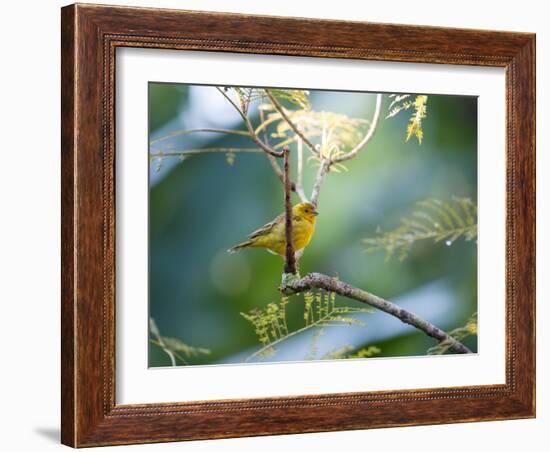 A Saffron Finch, Sicalis Flaveola, Resting in a Tropical Scene in the Atlantic Rainforest-Alex Saberi-Framed Photographic Print