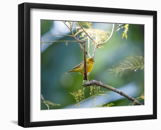 A Saffron Finch, Sicalis Flaveola, Resting in a Tropical Scene in the Atlantic Rainforest-Alex Saberi-Framed Photographic Print