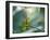 A Saffron Finch, Sicalis Flaveola, Resting in a Tropical Scene in the Atlantic Rainforest-Alex Saberi-Framed Photographic Print