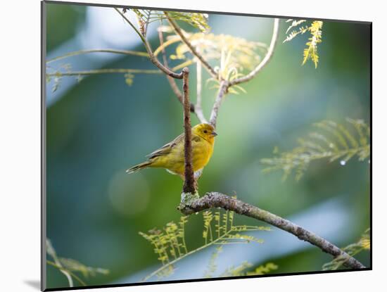 A Saffron Finch, Sicalis Flaveola, Resting in a Tropical Scene in the Atlantic Rainforest-Alex Saberi-Mounted Photographic Print