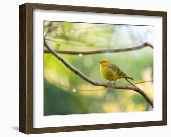 A Saffron Finch, Sicalis Flaveola, Resting in a Tropical Scene in the Atlantic Rainforest-Alex Saberi-Framed Photographic Print