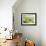 A Saffron Finch, Sicalis Flaveola, Resting in a Tropical Scene in the Atlantic Rainforest-Alex Saberi-Framed Photographic Print displayed on a wall