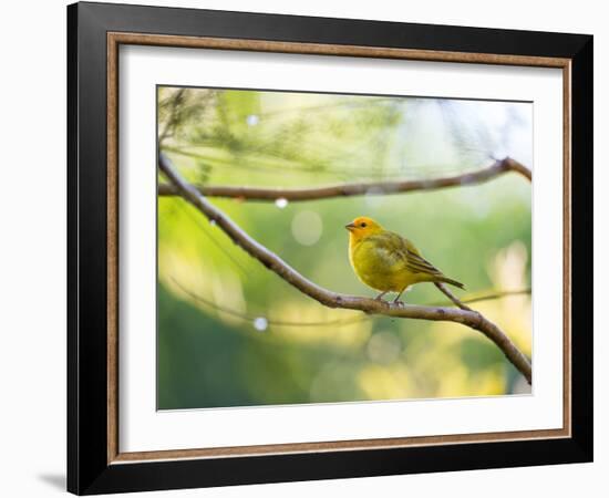 A Saffron Finch, Sicalis Flaveola, Resting in a Tropical Scene in the Atlantic Rainforest-Alex Saberi-Framed Photographic Print