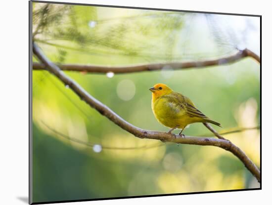 A Saffron Finch, Sicalis Flaveola, Resting in a Tropical Scene in the Atlantic Rainforest-Alex Saberi-Mounted Photographic Print