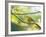 A Saffron Finch, Sicalis Flaveola, Resting in a Tropical Scene in the Atlantic Rainforest-Alex Saberi-Framed Photographic Print