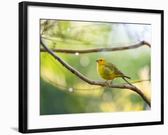 A Saffron Finch, Sicalis Flaveola, Resting in a Tropical Scene in the Atlantic Rainforest-Alex Saberi-Framed Photographic Print