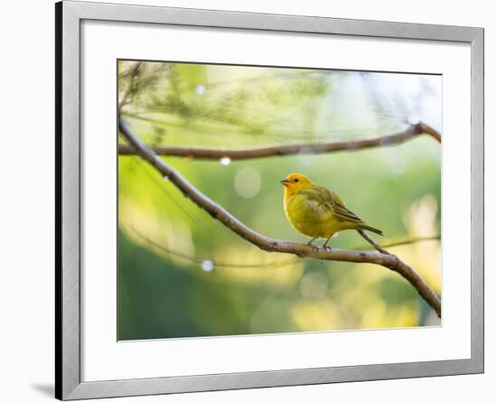 A Saffron Finch, Sicalis Flaveola, Resting in a Tropical Scene in the Atlantic Rainforest-Alex Saberi-Framed Photographic Print