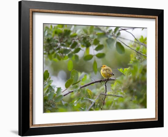 A Saffron Finch, Sicalis Flaveola, Sits on a Branch in Ubatuba, Brazil-Alex Saberi-Framed Photographic Print