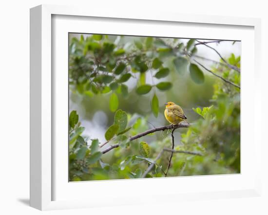 A Saffron Finch, Sicalis Flaveola, Sits on a Branch in Ubatuba, Brazil-Alex Saberi-Framed Photographic Print