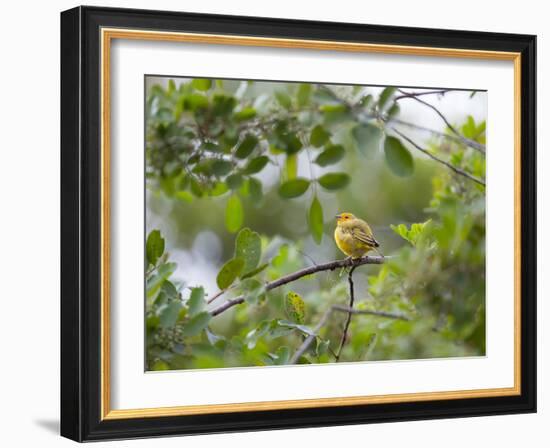 A Saffron Finch, Sicalis Flaveola, Sits on a Branch in Ubatuba, Brazil-Alex Saberi-Framed Photographic Print