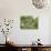 A Saffron Finch, Sicalis Flaveola, Sits on a Branch in Ubatuba, Brazil-Alex Saberi-Photographic Print displayed on a wall