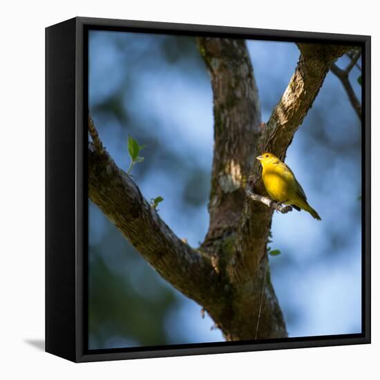 A Saffron Finch, Sicalis Flaveola, Sits on a Branch in Ubatuba, Brazil-Alex Saberi-Framed Premier Image Canvas