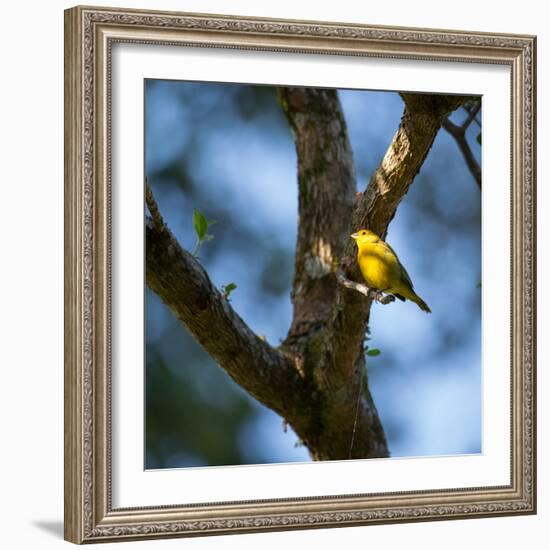 A Saffron Finch, Sicalis Flaveola, Sits on a Branch in Ubatuba, Brazil-Alex Saberi-Framed Photographic Print