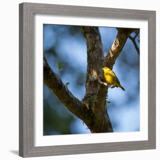 A Saffron Finch, Sicalis Flaveola, Sits on a Branch in Ubatuba, Brazil-Alex Saberi-Framed Photographic Print