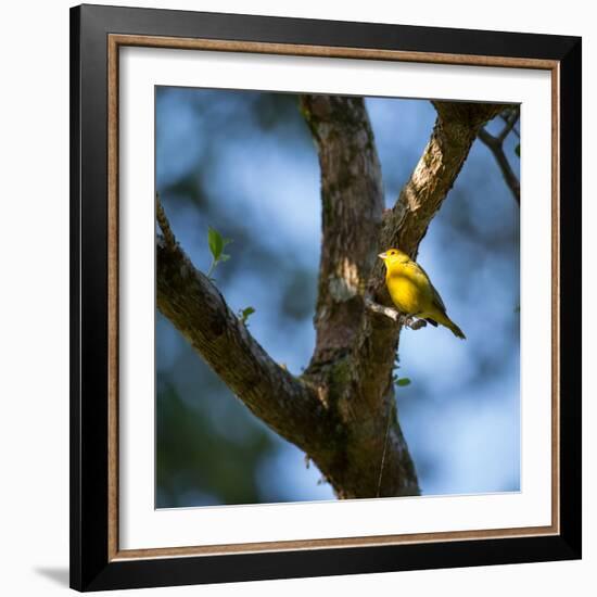 A Saffron Finch, Sicalis Flaveola, Sits on a Branch in Ubatuba, Brazil-Alex Saberi-Framed Photographic Print