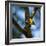 A Saffron Finch, Sicalis Flaveola, Sits on a Branch in Ubatuba, Brazil-Alex Saberi-Framed Photographic Print