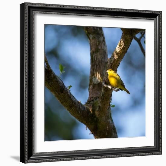A Saffron Finch, Sicalis Flaveola, Sits on a Branch in Ubatuba, Brazil-Alex Saberi-Framed Photographic Print