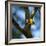 A Saffron Finch, Sicalis Flaveola, Sits on a Branch in Ubatuba, Brazil-Alex Saberi-Framed Photographic Print