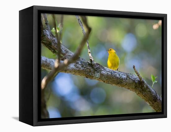 A Saffron Finch, Sicalis Flaveola, Sits on a Branch in Ubatuba, Brazil-Alex Saberi-Framed Premier Image Canvas