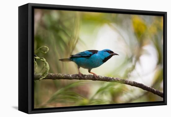 A Saira Bird Perches on a Tree in Ubatuba, Brazil-Alex Saberi-Framed Premier Image Canvas