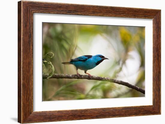 A Saira Bird Perches on a Tree in Ubatuba, Brazil-Alex Saberi-Framed Photographic Print