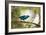 A Saira Bird Perches on a Tree in Ubatuba, Brazil-Alex Saberi-Framed Photographic Print